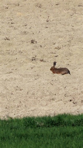 Hare jumping across field