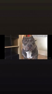 These muscles need protein! #dog #dogs #dogsofinstagram #doglife #doglover #instadog | Team CZR