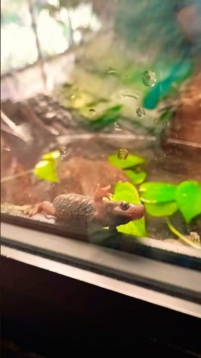 Crocodile Lizard | Toronto Zoo