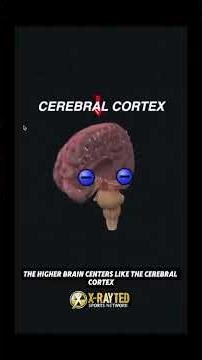 CeeDee Lamb suffers a concussion with a fencing response — here’s what it means 🧠⚠️