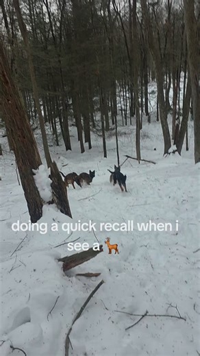 natural element training. ##dogtrainer #dog #belgianmalinois #winter #forest