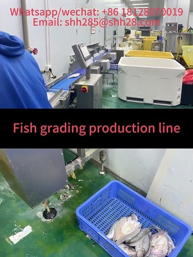 Fish grading production line fish sorting machine seafood processor fish selection machine