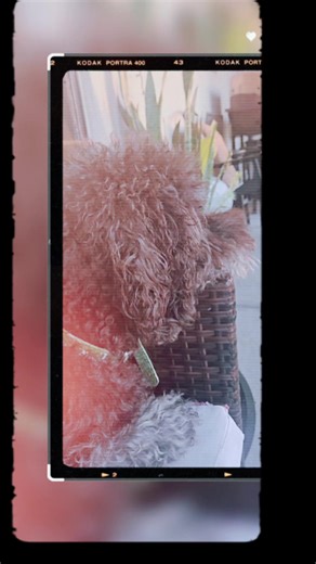 danna dancing ..🐩🐩#perritos #paratii #perrostiktoker #perrosdivertidos