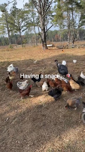 Red Barn Farming on Reels | Facebook