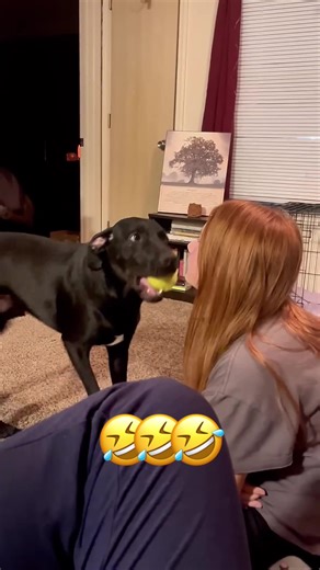 Funny Dog and Cat Voiceover Moments