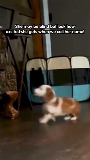 Blind Puppy Learns to Recognize Her Owner's Voice
