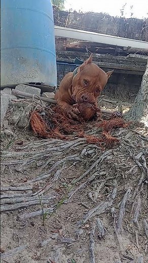 Mastiff Dog 🔥#pitmonsters