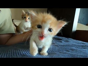 What Waking Up To Rescued Kittens Looks Like!