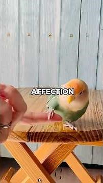 Would a Lovebird Make a Good Pet? | Pets Rated 😲 #lovebird #petrating #animalreview #animalfacts