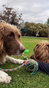 Out of the 3000 toys, this is the one they all want | Max Out in the Lake District