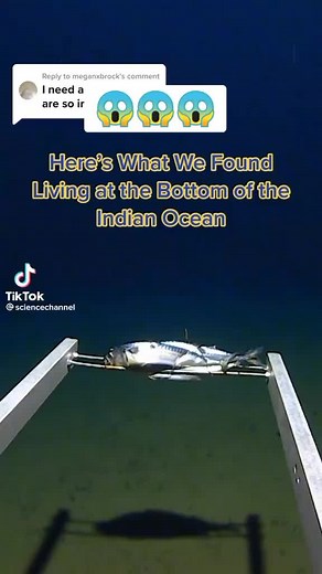 Rare Deep Sea Creatures Filmed: Ashfish and Dumbo Octopus