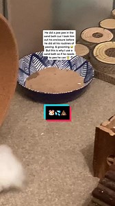 Potty Training Tips for Your Hamster | Hamsters on Free Roam