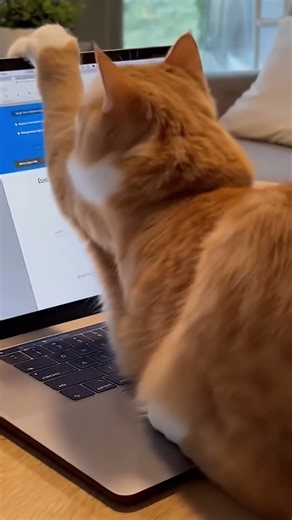 POV: you had work to do… but your cat said “I control the cursor now” 😼🖱️