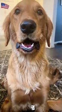 Hilarious Dog Funny Faces Compilation #FunnyDogs #CutePets #SillyDogs #ViralPets