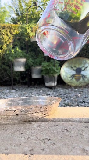 Effective Natural Trick to Keep Earwigs Out of Your Veggies!