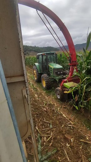 Tractor Harvesting Corn in a Rural Cornfield