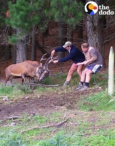 These two deer were stuck together by their antlers — until these guys came along 👏👏👏 | The Dodo