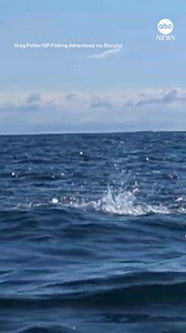 25K views · 127 reactions | A kayaker captured the moment he was almost knocked out his vessel by a shark as it chased a seal in waters off New Zealand. The kayaker got away unscathed, later saying, "The scene was exhilarating and I was in awe." https://2wsb.tv/trendingnews | WSB-TV | Facebook