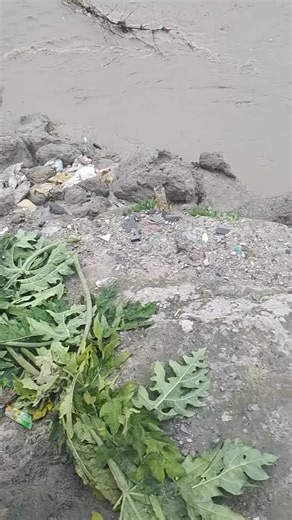 bob miner (@agustinosaitabausaiboku)’s videos with original sound - DALASTY😎LYRICS❤️