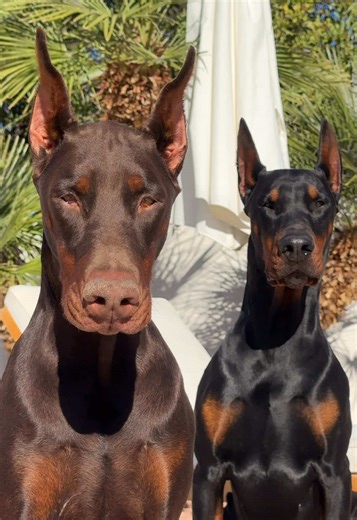 The Beauty of Dobermans: An Adoration for Big Dogs