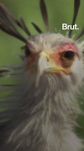 It can fly. But when it hunts, it prefers to walk – sometimes 30 km a day. Meet the secretary bird. | Brut nature