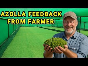 Farmer’s Honest Review: How Azolla Is Revolutionizing Livestock Feed”| #azolla #azollafarming |