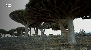 The #SocotraArchipelago, south of Yemen, is home to hundreds of rare species of #Flora and #Fauna, but #ClimateChange and development is threatening the pristine #Environment & its treasured #Trees. Editor's note: Yemen is the largest humanitarian crisis in the world, with around 21 million people in need of humanitarian assistance, including more than 11 million children. If you like to donate, please visit UNHCR, the UN Refugee Agency or another NGO working in the region | DW Environment