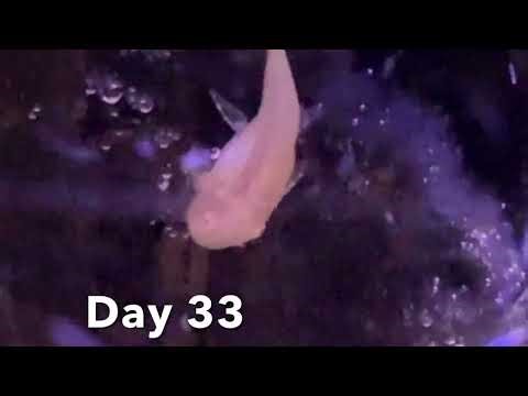 ￼Albino bristlenose pleco babies