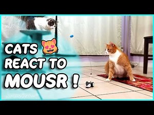 Mousr Cat Toy by Petronics : Robotic Mouse Unboxing / Cats React