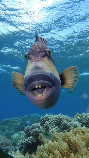 694K views · 10K reactions | Meet the Titan Triggerfish - not only does he have a big attitude, but he also has a face only a mother could love  #fishybusiness #uglybutlovable Underwater_images | Diving Specials Shop | Facebook
