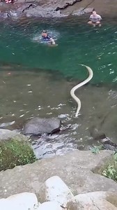 948K views · 3.8K reactions | പുഴയിൽ കുളിച്ച് സഞ്ചാരികൾ; അരികിലേക്ക് നീന്തിയെത്തിയത് കൂറ്റന്‍ പാമ്പ് | Four TV | Facebook