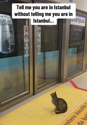 Kittens in Istanbul: Adorable Cat Moments