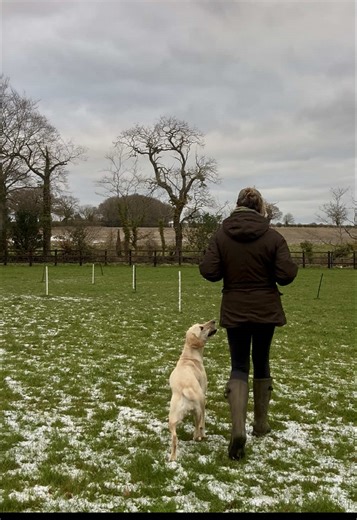 Fall in love with the Basics again this January! Basic training isn’t “basic” — it’s foundational 🐾 Before we add distance, distractions or fancy skills, every dog needs these 3 things solid first: ✨ Engagement – choosing you over the environment ✨ Understanding – clarity, not guesswork ✨ Consistency – from training sessions to real life When these foundations are in place, everything else becomes easier — recall, loose lead walking, neutrality, confidence. Slow it down, build it properly, and 