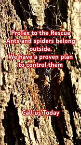 Ants and Spiders protection. http://www.protexpestandtermite.com. #Ants
