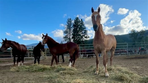 🚨 BITTERROOT VALLEY WILD HORSE ADOPTION – UPDATE! 🚨 All of the burros have been adopted—but we still have nearly 30 wild horses looking for their first start and a fresh chance. Check out the video to see some that are still available! These mustangs are untrained, but full of potential. If you’ve got the time, patience, and skills to earn their trust, you won’t find a better opportunity to start a horse from the ground up. 📍 Matt Bischof Training Facility, Hamilton, MT 🕘 Saturday & Sunday |