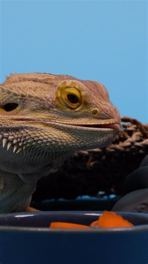 Meet Maggie! She is here to tell you to share these 7 tasty fruits and veggies with your bearded dragon and report back on their favorites! 🥬🥝🍌🥕 | Petco