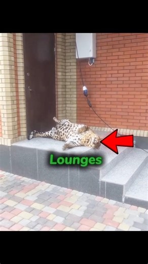 This Giant Pet Leopard Chills at His Door 🐆