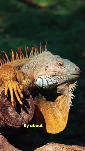 Lizard Tail Regrowth Timeline