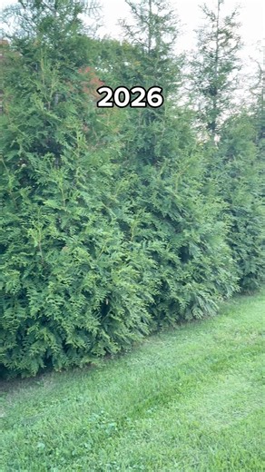 Green Giant Arborvitae: 4 Years of Growth (2022–2026) #greengiant