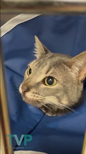 Feline Seizure Clinical Signs