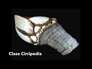 CRUSTÁCEOS | CARACTERÍSTICAS DEL SUBPHYLUM CRUSTACEA