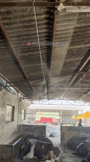 564K views · 10K reactions | Fogger System For Dairy Farm and Poultry Farm ( Contact - 8872609314 , 8872430675 , 8196098198 ) #microirrigation #frogger #fogger #foggersystem #fogg #cooling #mistingsystem #mistsystem | Micro Irrigation | Facebook