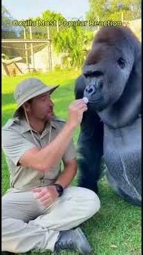 The Funniest Gorilla Panic You'll Ever See! 😂🤣