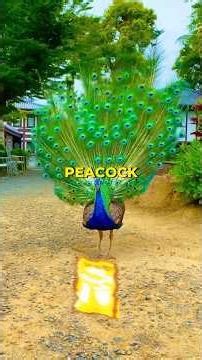 Why Peacocks Are Natural Marketers