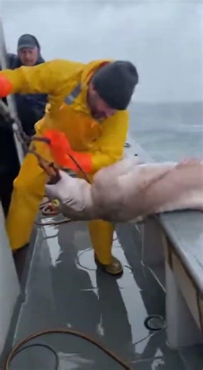 sea creature catch from the sea 53 #fishing #shorts #shortfeed #shortviral35 #shortvideo #subscribe