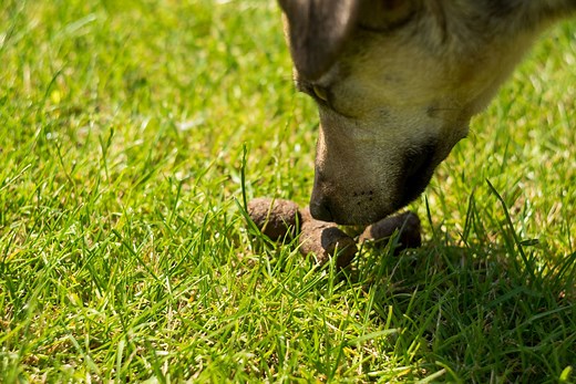 What Should I Do if My Dog Ate Rabbit Poop?