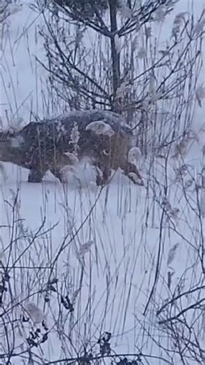 La lutte pour la survie : Comment les chevreuils se nourrissent en plein hiver ❄️🦌 #animals #wolf