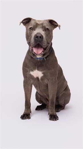 11K views · 3.6K reactions | Klay is up for adoption at the @prcpets...