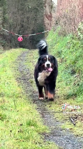 Découvrez le Bouvier Bernois : Chien Heureux en Action
