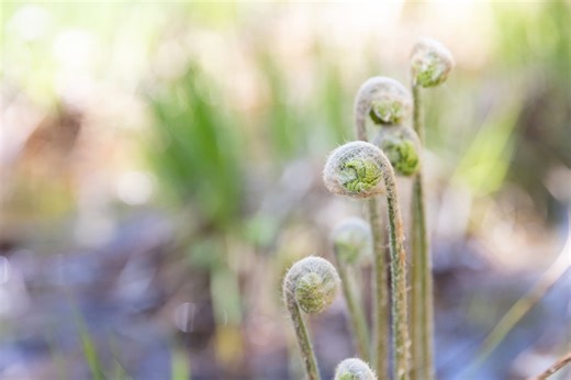 Discover Michigan’s Vernal Pools & Their Secret Spring Creatures
